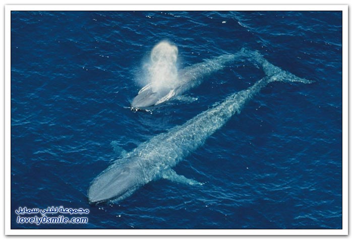 الحوت الأزرق أكبر مخلوق على وجه الأرض Blue-whale-the-largest-creature-on-earth-09