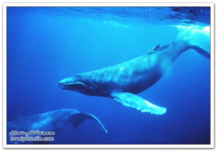 الحوت الأزرق أكبر مخلوق على وجه الأرض Blue-whale-the-largest-creature-on-earth-12