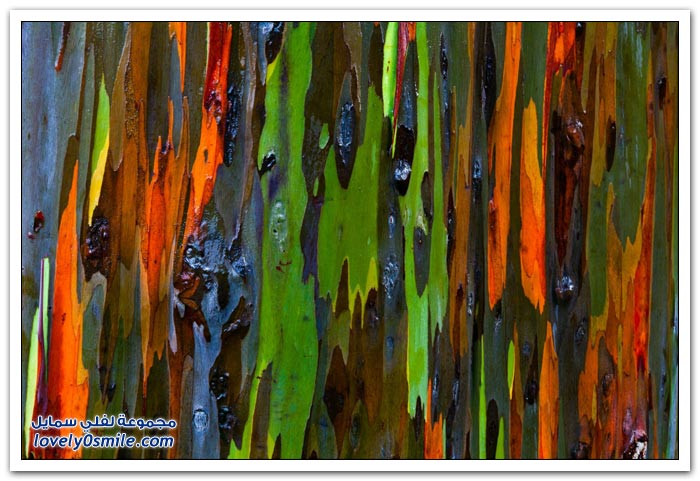 قوس قزح في شجرة الأوكالبتوس Rainbow-Eucalyptus-tree-02