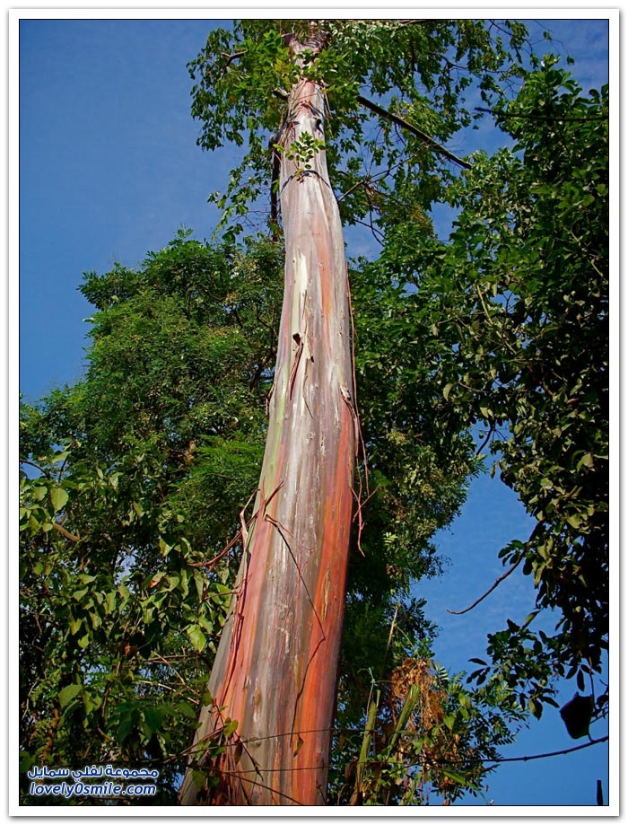 قوس قزح في شجرة الأوكالبتوس Rainbow-Eucalyptus-tree-03