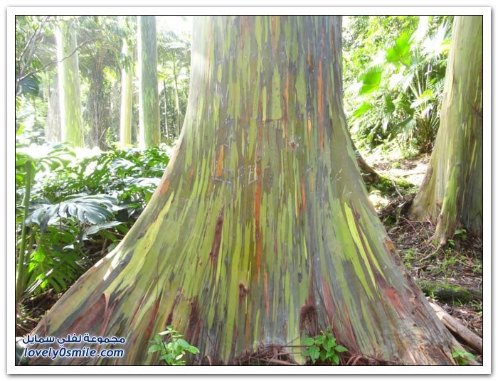 قوس قزح في شجرة الأوكالبتوس Rainbow-Eucalyptus-tree-06