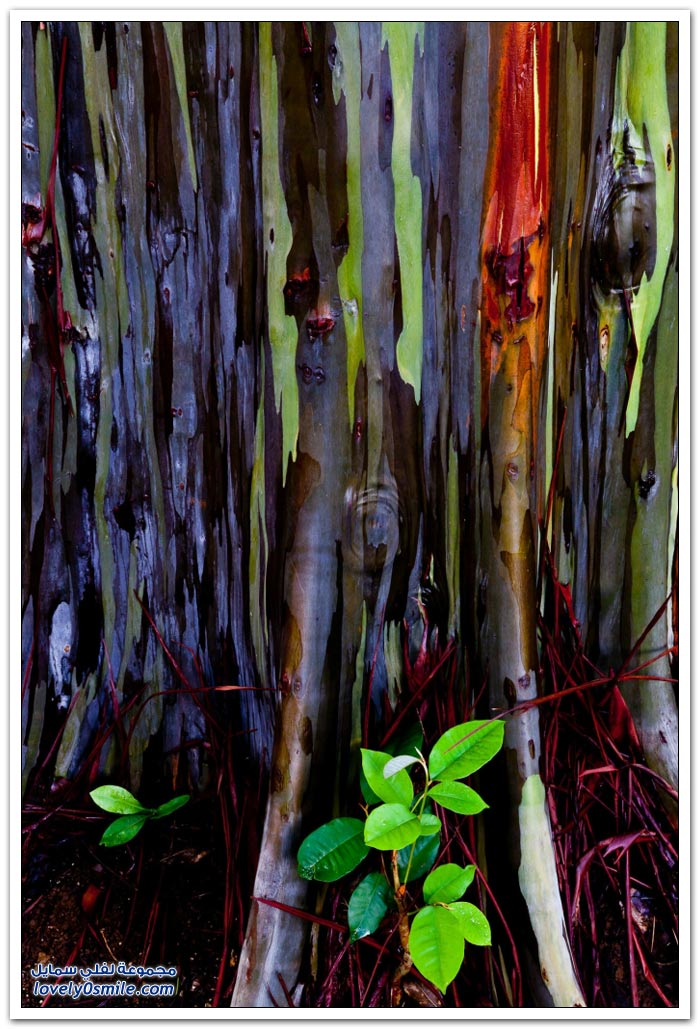 قوس قزح في شجرة الأوكالبتوس Rainbow-Eucalyptus-tree-09