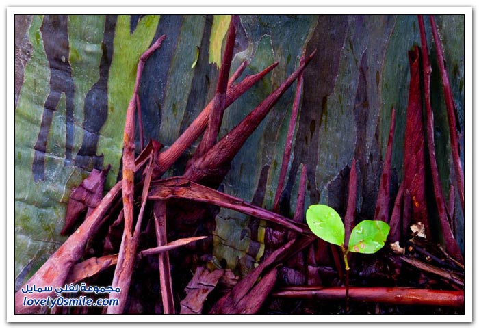 قوس قزح في شجرة الأوكالبتوس Rainbow-Eucalyptus-tree-10