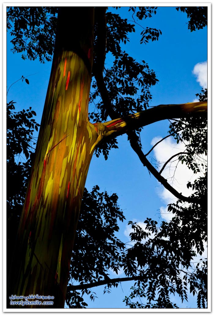 قوس قزح في شجرة الأوكالبتوس Rainbow-Eucalyptus-tree-13