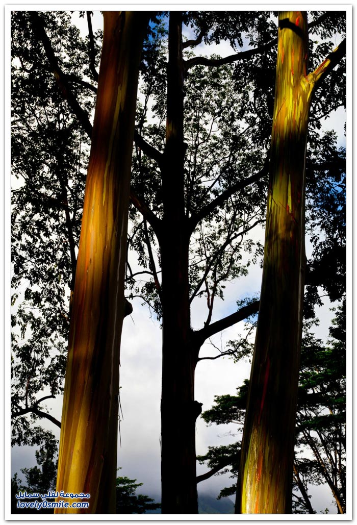 قوس قزح في شجرة الأوكالبتوس Rainbow-Eucalyptus-tree-15