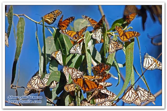 هجرة الفراشات Migration-of-butterflies-01