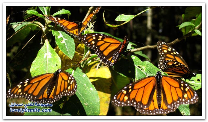 هجرة الفراشات Migration-of-butterflies-02
