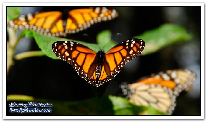 هجرة الفراشات Migration-of-butterflies-03