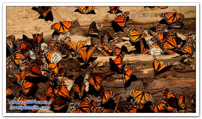 هجرة الفراشات Migration-of-butterflies-04