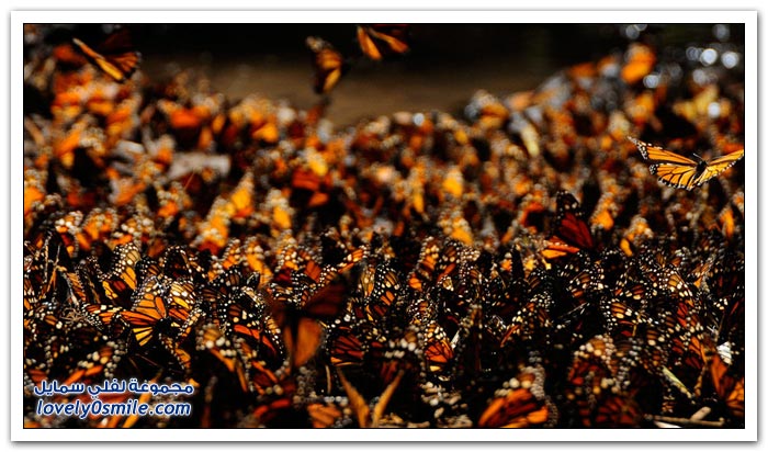 هجرة الفراشات Migration-of-butterflies-05