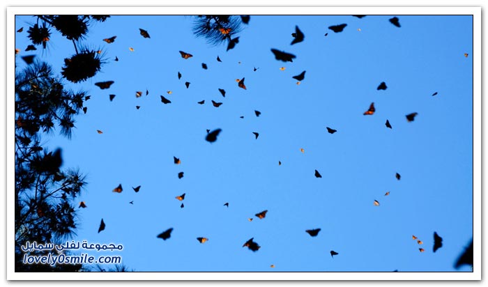 هجرة الفراشات Migration-of-butterflies-07