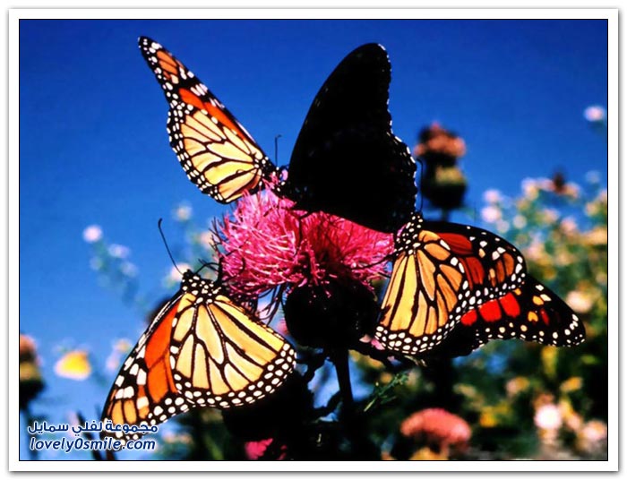 هجرة الفراشات Migration-of-butterflies-08