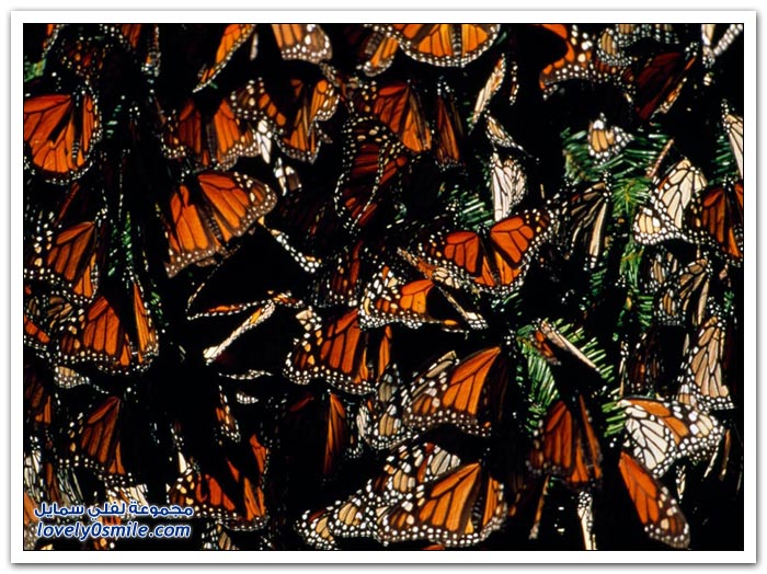 هجرة الفراشات Migration-of-butterflies-09