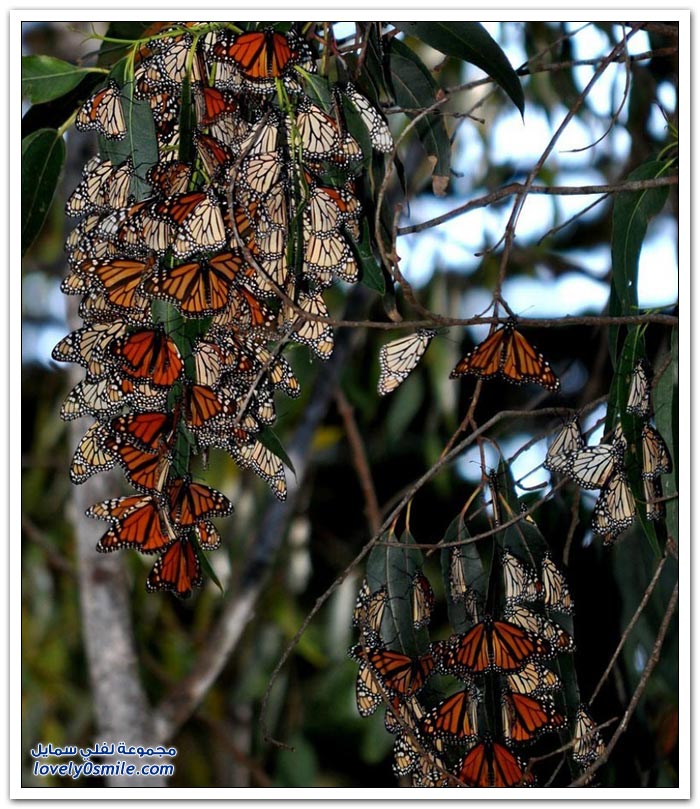 هجرة الفراشات Migration-of-butterflies-10