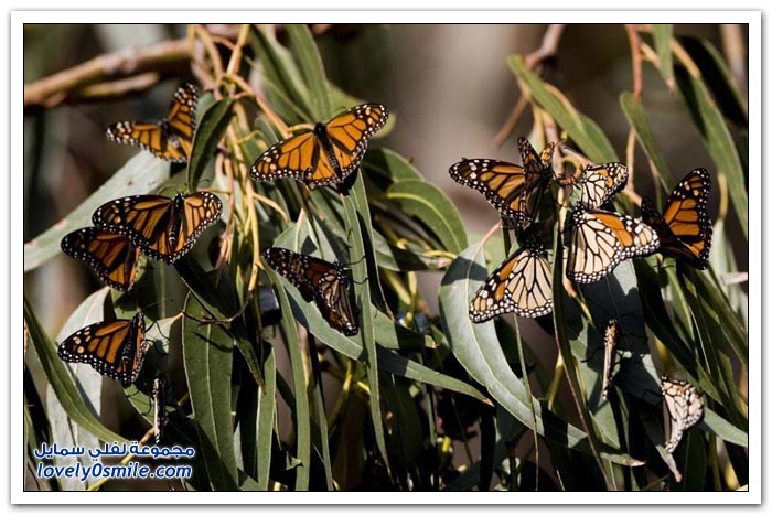 هجرة الفراشات Migration-of-butterflies-11