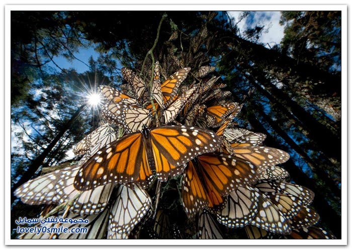 هجرة الفراشات Migration-of-butterflies-14