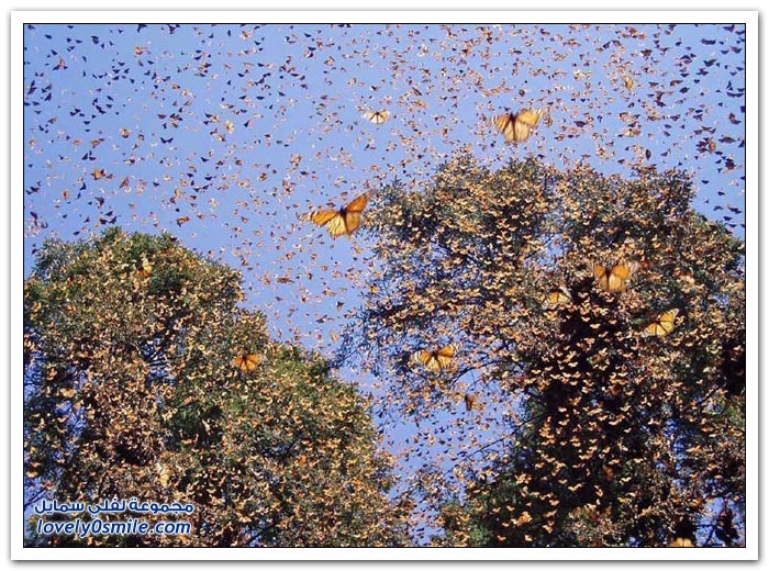 هجرة الفراشات Migration-of-butterflies-15