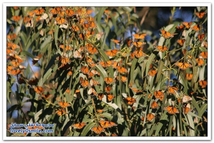 هجرة الفراشات Migration-of-butterflies-16