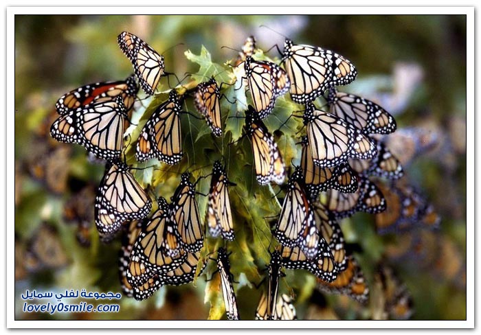 هجرة الفراشات Migration-of-butterflies-17