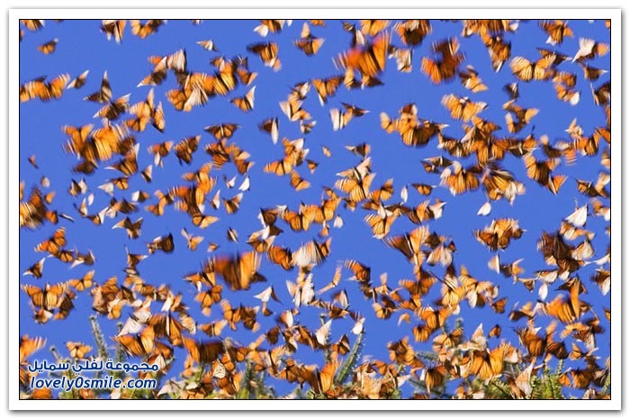 هجرة الفراشات Migration-of-butterflies-18