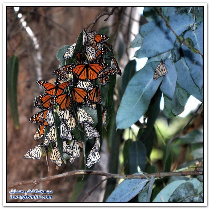 هجرة الفراشات Migration-of-butterflies-19