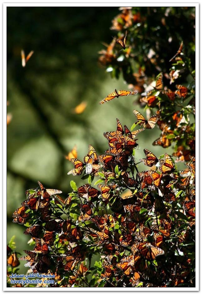 هجرة الفراشات Migration-of-butterflies-20
