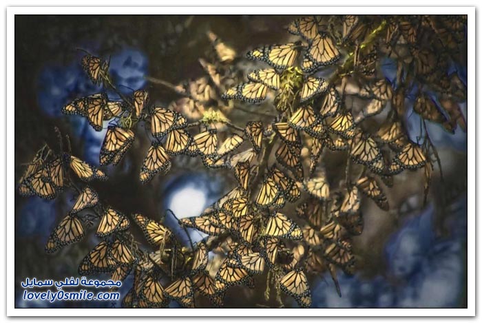 هجرة الفراشات Migration-of-butterflies-21