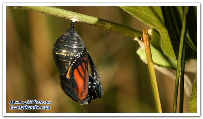 هجرة الفراشات Migration-of-butterflies-24