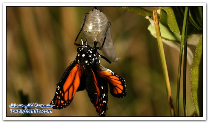 هجرة الفراشات Migration-of-butterflies-25