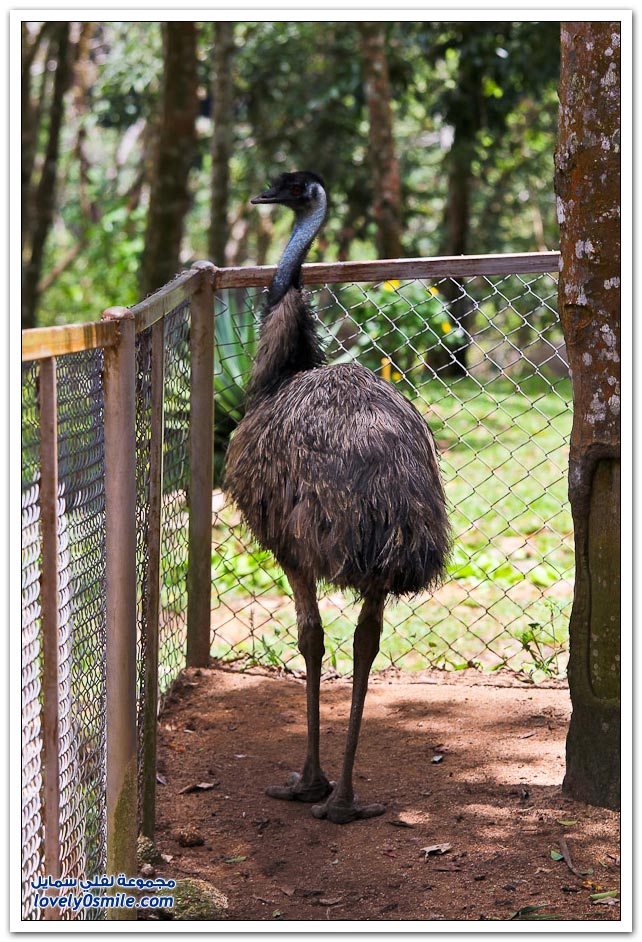 حديقة الحيوان في جزيرة ساموي التايلندية Zoo-in-the-Thai-island-of-Samui-24