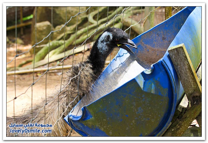 حديقة الحيوان في جزيرة ساموي التايلندية Zoo-in-the-Thai-island-of-Samui-25