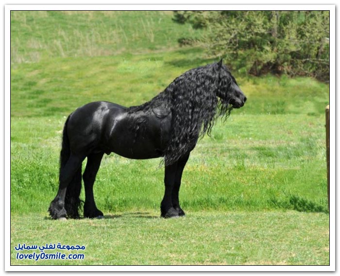 الحصان الأسود الرائع ذو الشعر الطويل Black-Horse-07