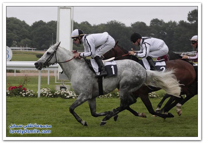 صور منوعة من العالم Khaldiya-Stables-02