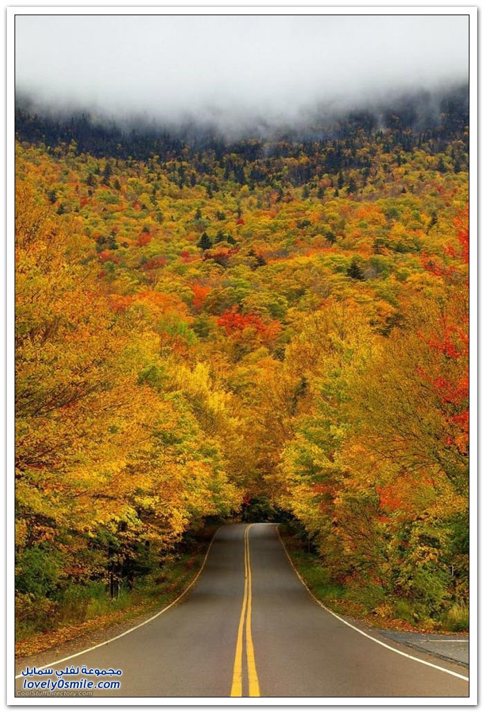 أجمل عشرة أنفاق من الأشجار حول العالم Beautiful-ten-tunnels-of-trees-around-the-world-04