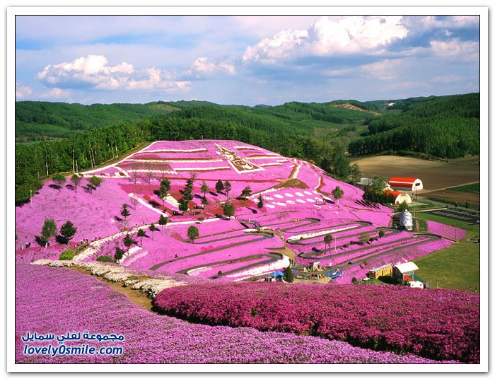 صور حدائق اليابان رووووووووووووووعة Herbal-cherry-blossoms-in-Japan-10