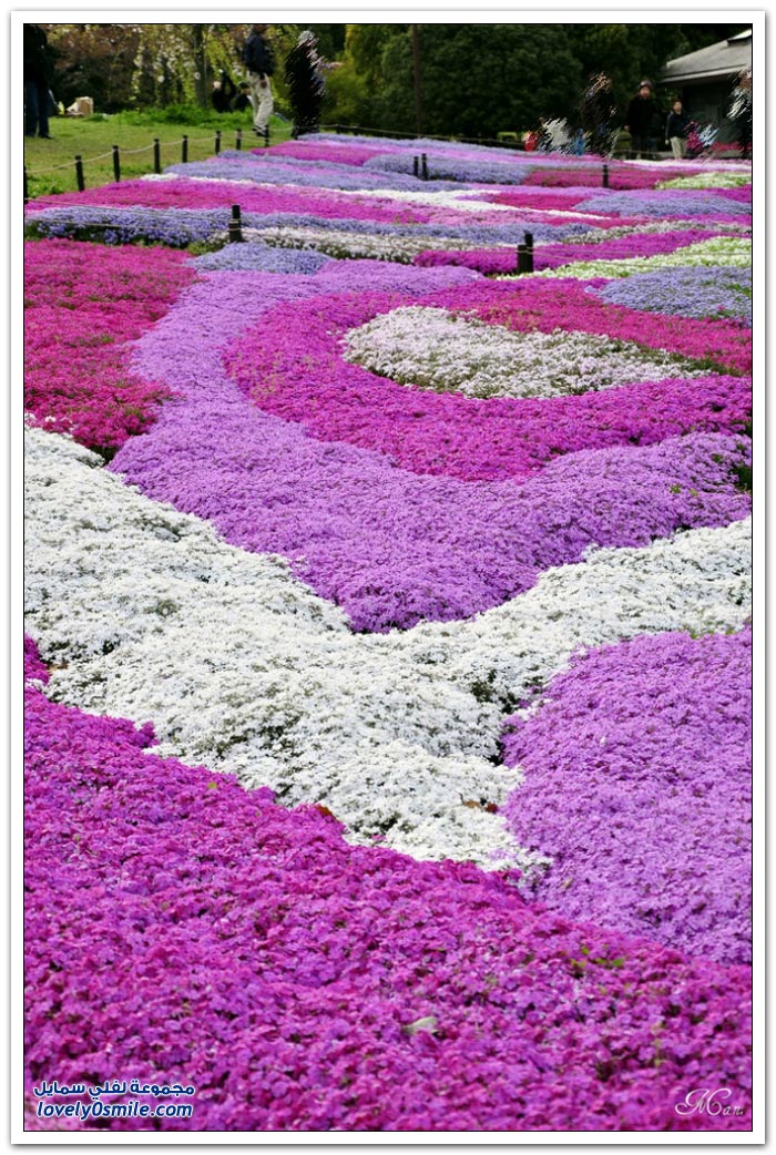 صور حدائق اليابان رووووووووووووووعة Herbal-cherry-blossoms-in-Japan-12