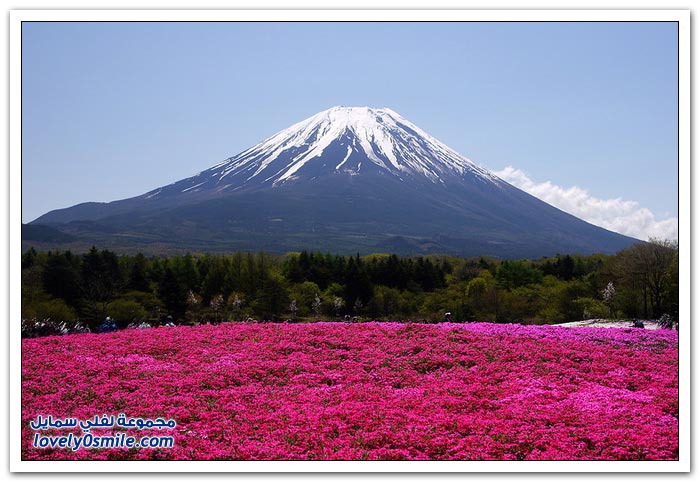 صور حدائق اليابان رووووووووووووووعة Herbal-cherry-blossoms-in-Japan-16