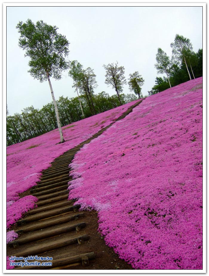 صور حدائق اليابان رووووووووووووووعة Herbal-cherry-blossoms-in-Japan-18