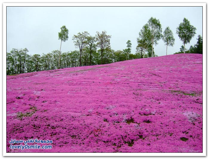 صور حدائق اليابان رووووووووووووووعة Herbal-cherry-blossoms-in-Japan-20