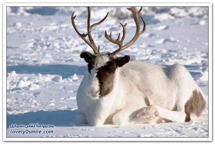 مخيم الغزلان في التندرا في القطبية الشمالية Deer-camp-in-the-Arctic-tundra-09