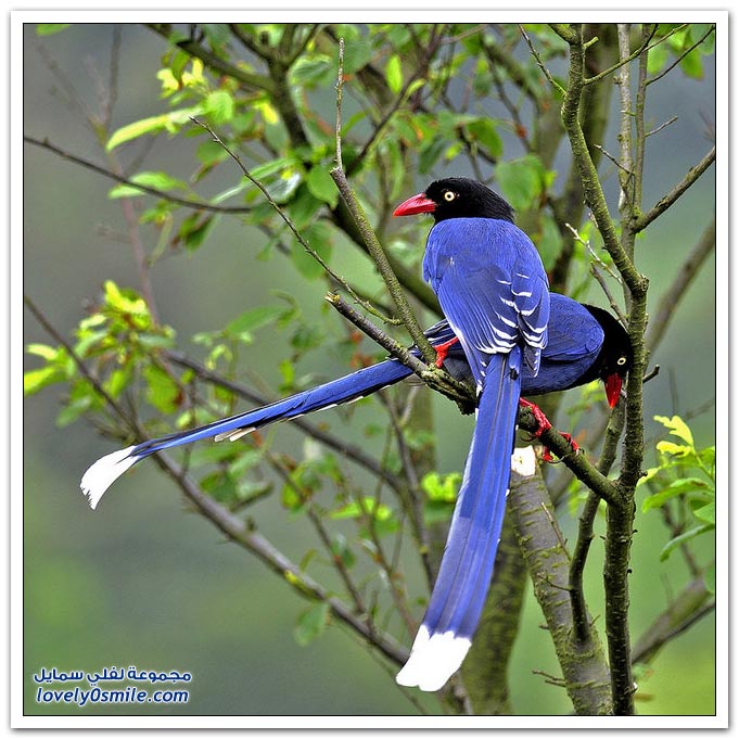 سجل حضورك بصورة طائر زينه - صفحة 15 Taiwan-Blue-magpie-18