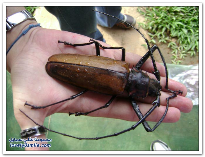 أكبر خنفساء في العالم The-world-largest-beetle-01