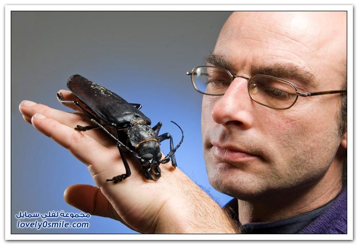 أكبر خنفساء في العالم The-world-largest-beetle-02