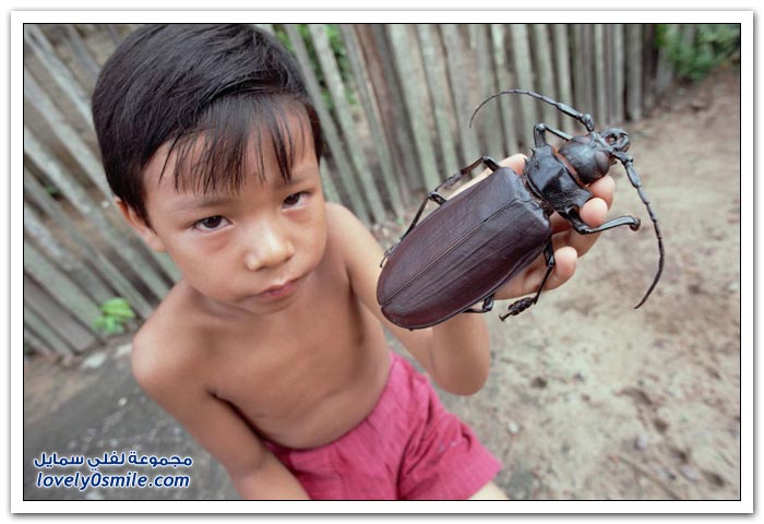 أكبر خنفساء في العالم The-world-largest-beetle-05