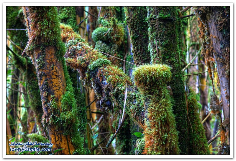 جمال غابات الخيزران Jamal-bamboo-forests-02