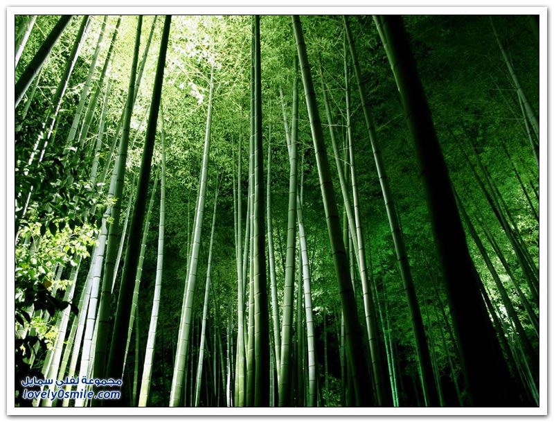 جمال غابات الخيزران Jamal-bamboo-forests-05