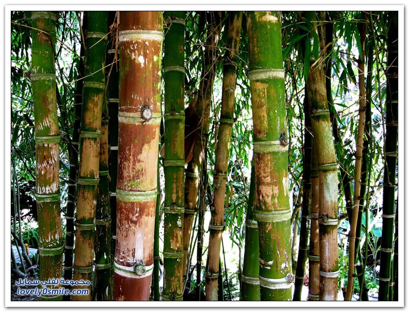 جمال غابات الخيزران Jamal-bamboo-forests-06