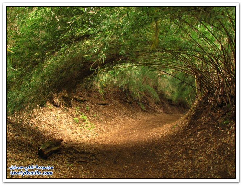 جمال غابات الخيزران Jamal-bamboo-forests-14