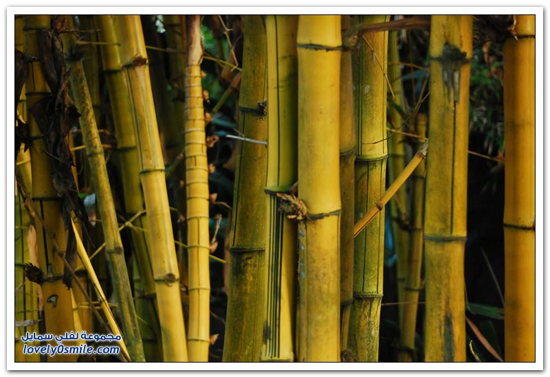 جمال غابات الخيزران Jamal-bamboo-forests-15