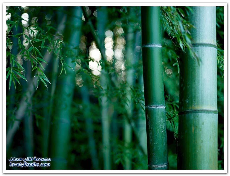 جمال غابات الخيزران Jamal-bamboo-forests-16